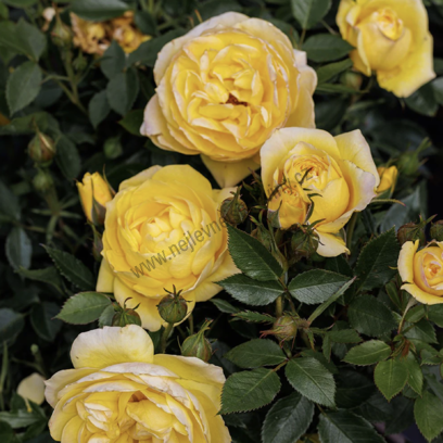 Růže Golden Sun v květináči výška 20/40 cm Rosa Golden sun